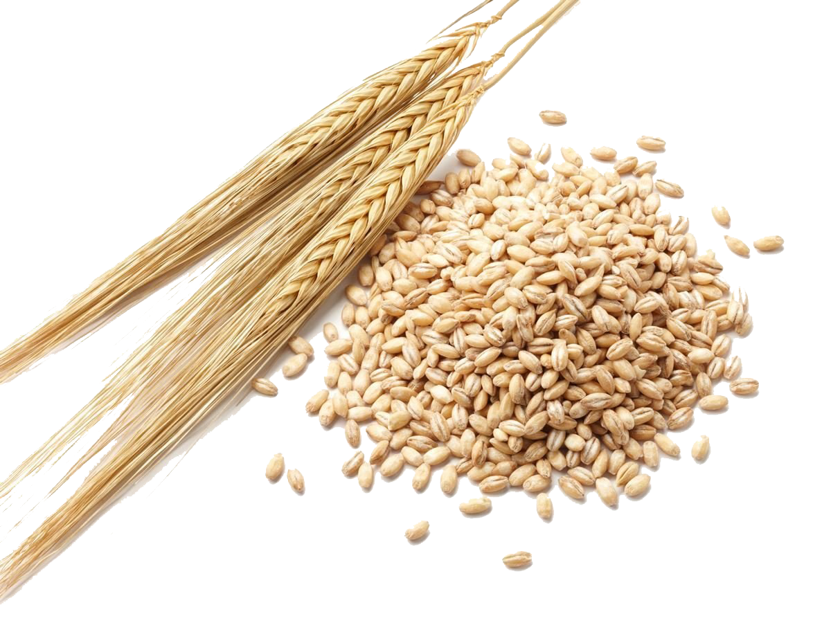 Barley Grain PNG Clipart