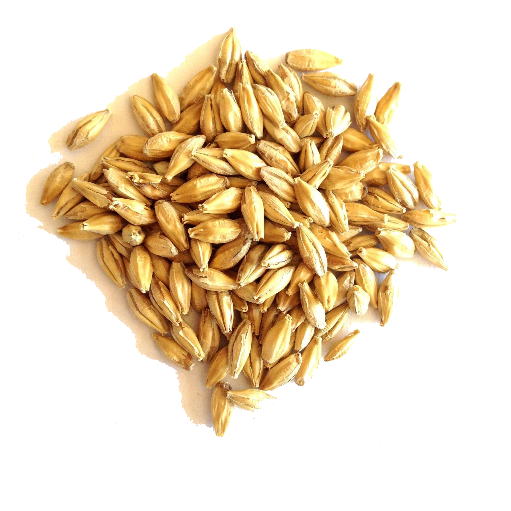 Barley Grain PNG File