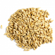 Barley Grain PNG Download Gratis