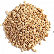 Immagine png di grano orzo