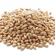 Arpa tahıl şeffaf