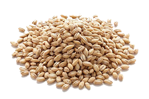 Barley Grain Transparent