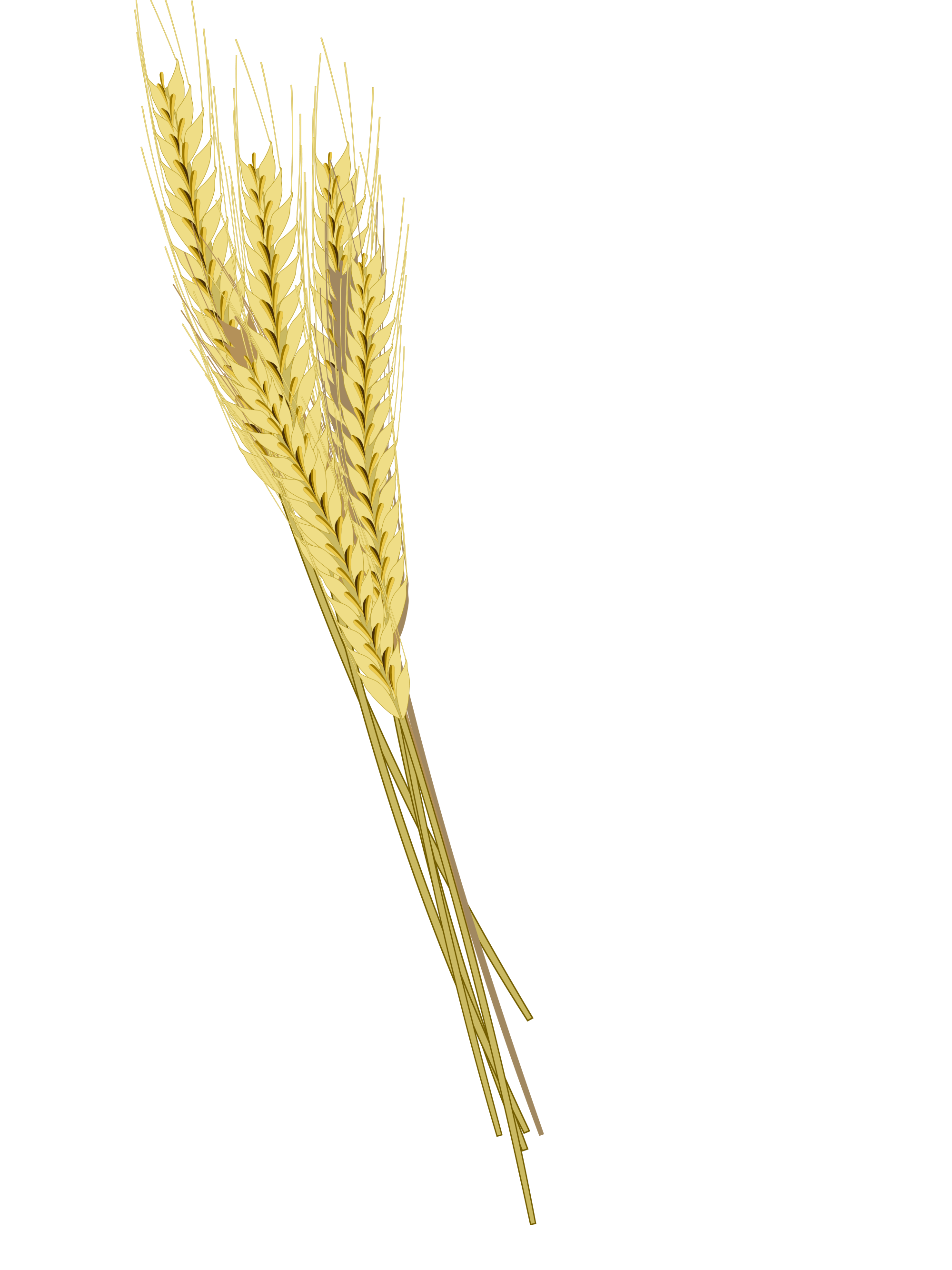 Barley PNG Clipart