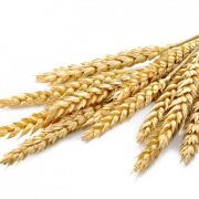 Barley PNG libreng pag -download