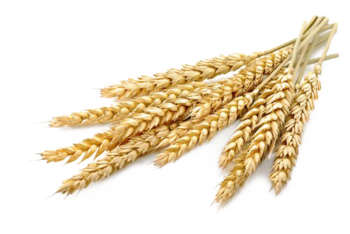 Barley PNG Free Download