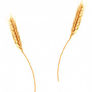 Barley PNG รูปภาพฟรี
