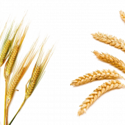 Gambar barley png