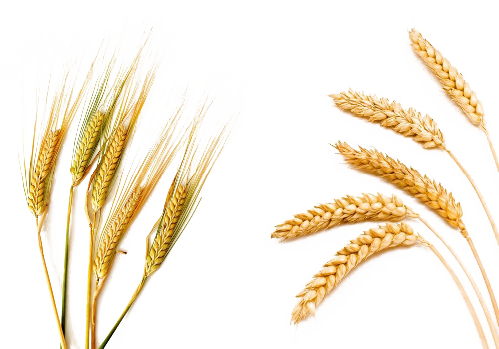 Gambar barley png
