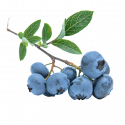 Blueberry PNG File
