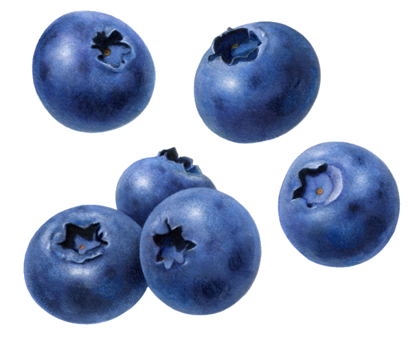 Blueberry PNG Image HD