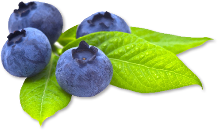 Blueberry PNG Images