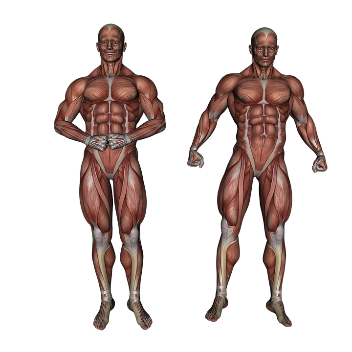 Bodybuilding PNG High Quality Image