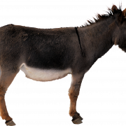 Donkey PNG Clipart