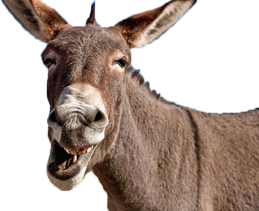 Donkey PNG Download Image