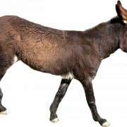 Donkey PNG File