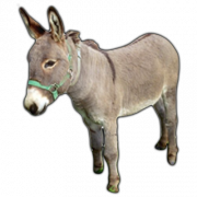 Donkey PNG High Quality Image