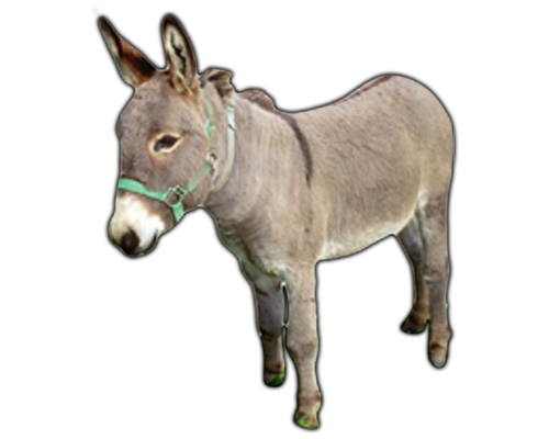 Donkey PNG High Quality Image