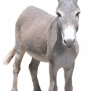 Donkey PNG Image