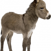Donkey PNG Images