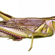Grasshopper PNG Download Afbeelding