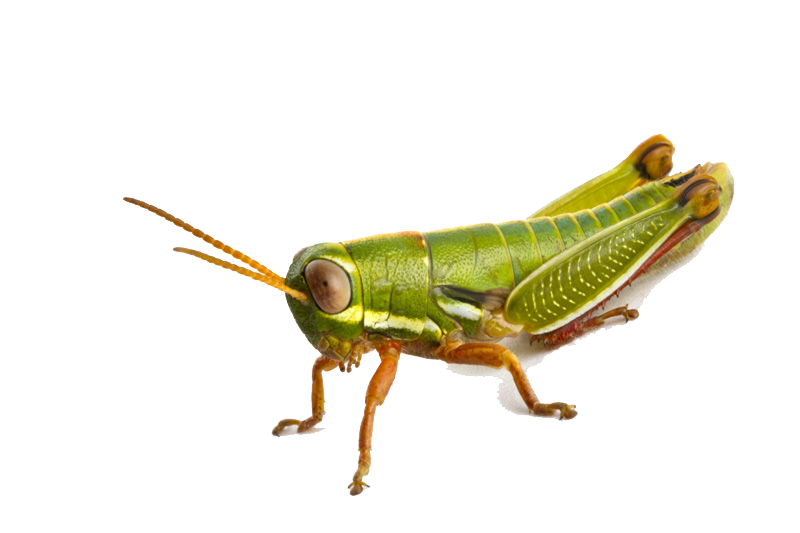 Grasshopper PNG File Download Free