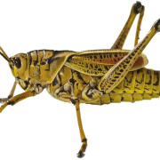 Grasshopper PNG Free Image