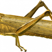 Grasshopper PNG HD Imahe