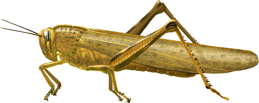 Grasshopper PNG HD -afbeelding