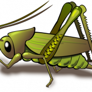Grasshopper PNG Imagen de alta calidad