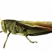 Grasshopper PNG -afbeelding