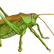 Grasshopper PNG -afbeeldingsbestand