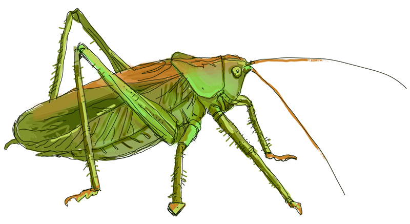Grasshopper PNG Image File