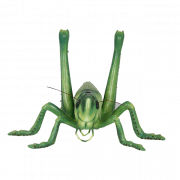 Grasshopper PNG -afbeelding HD