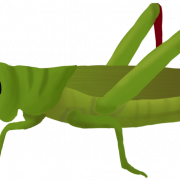 Grasshopper PNG -afbeeldingen