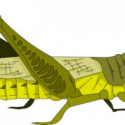 Grasshopper PNG -foto
