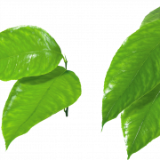 Зеленый лист png clipart