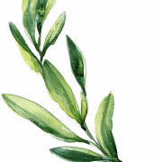 Green Leaf PNG -bestand