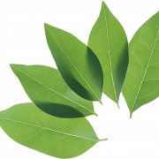 Green Leaf PNG Téléchargement gratuit