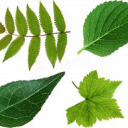 Green leaf png libreng imahe