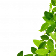 Green Leaf PNG HD -afbeelding