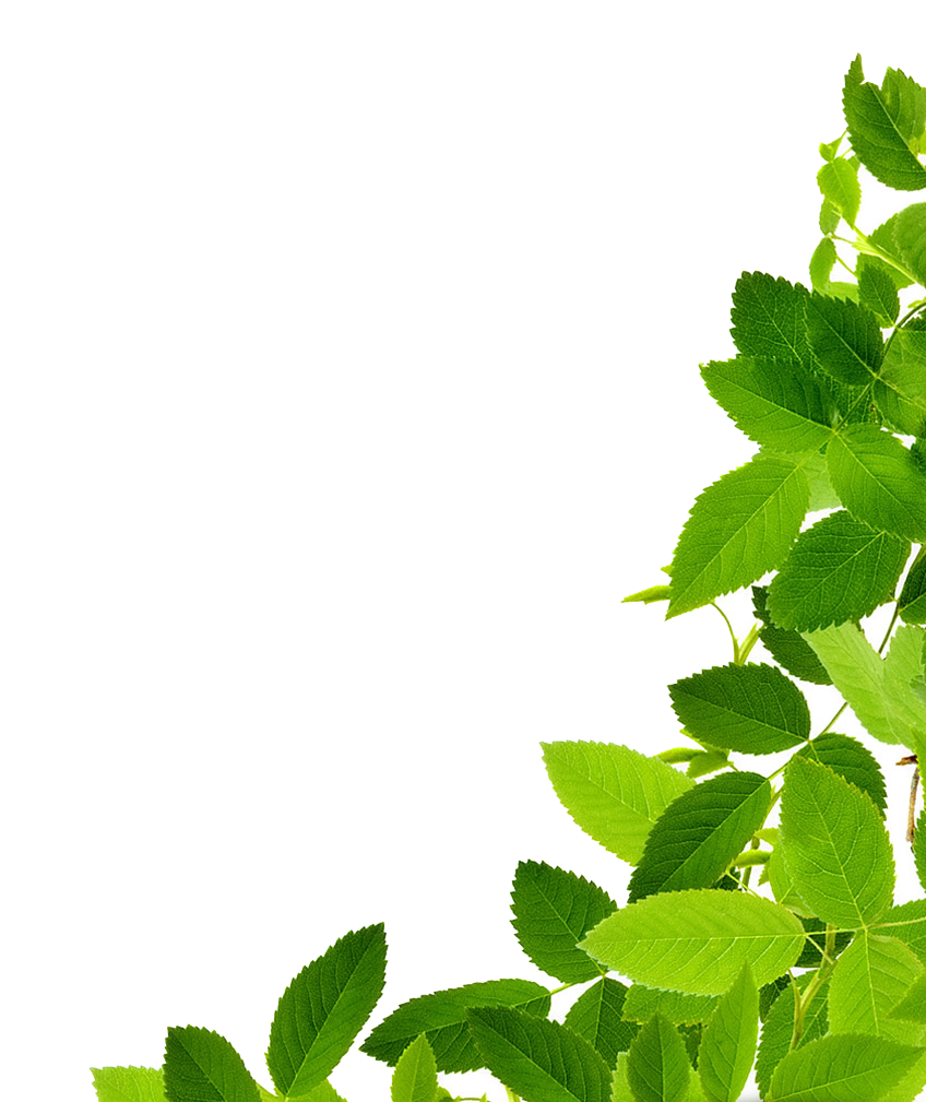 Green Leaf PNG HD Image