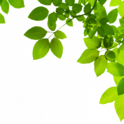 Зеленое листовое фото PNG