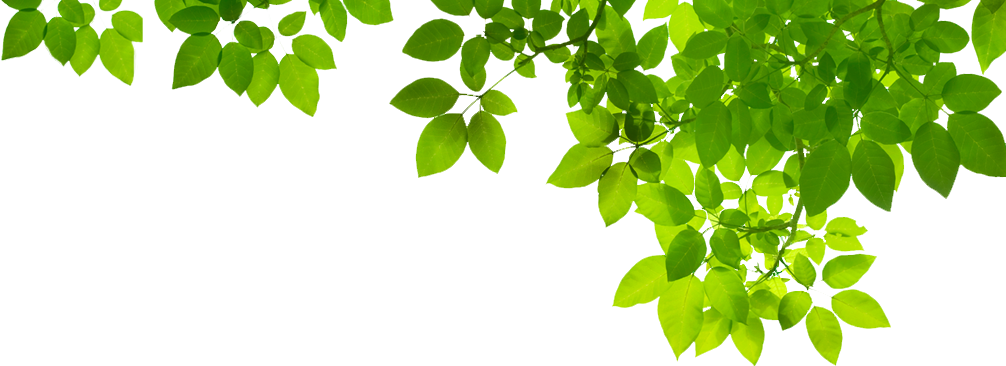 Green Leaf PNG Photo