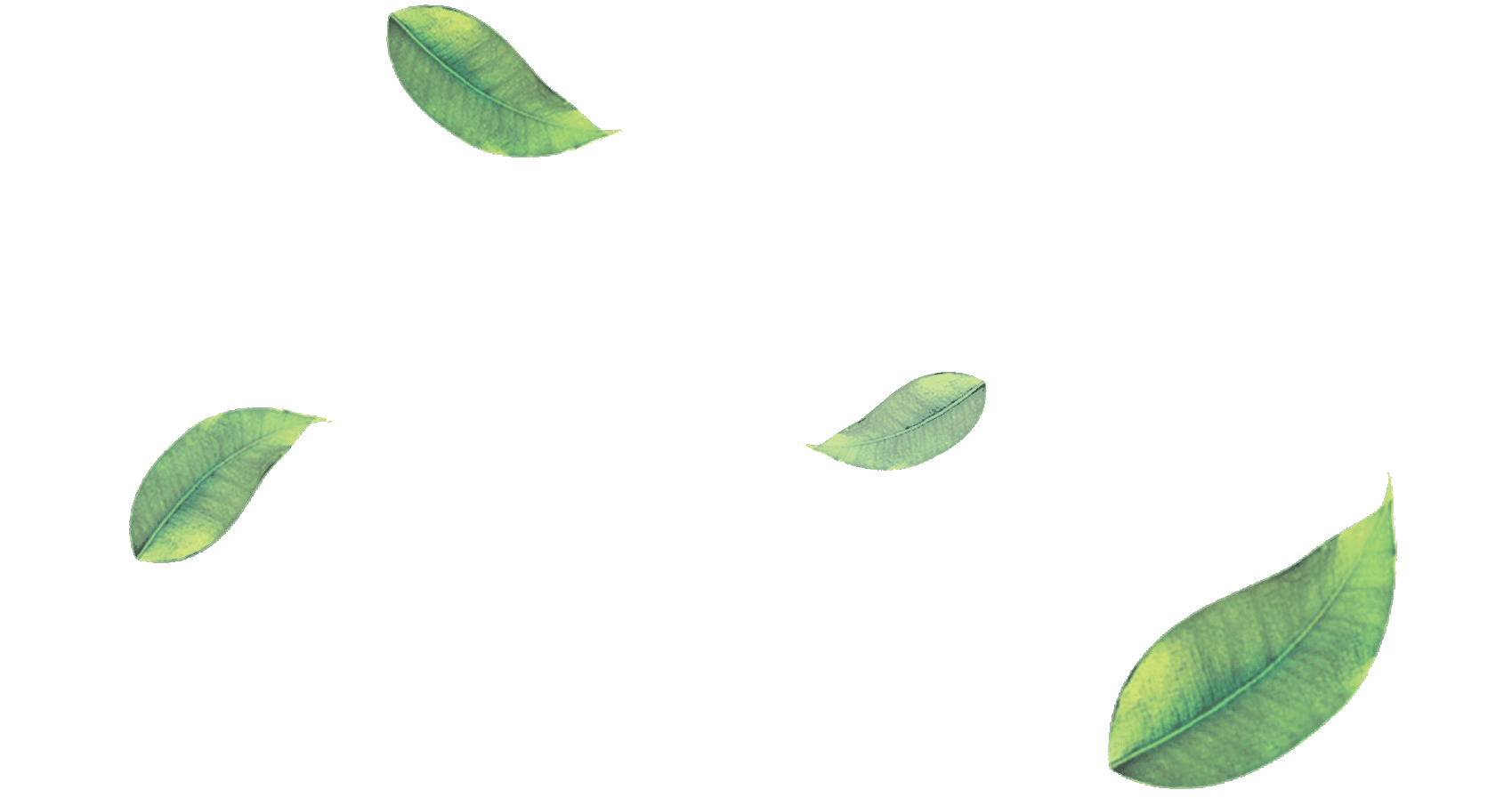 Green Leaf PNG Pic