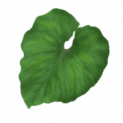 Зеленый лист PNG картина
