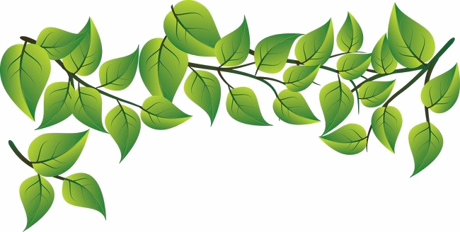 Зеленый лист Png