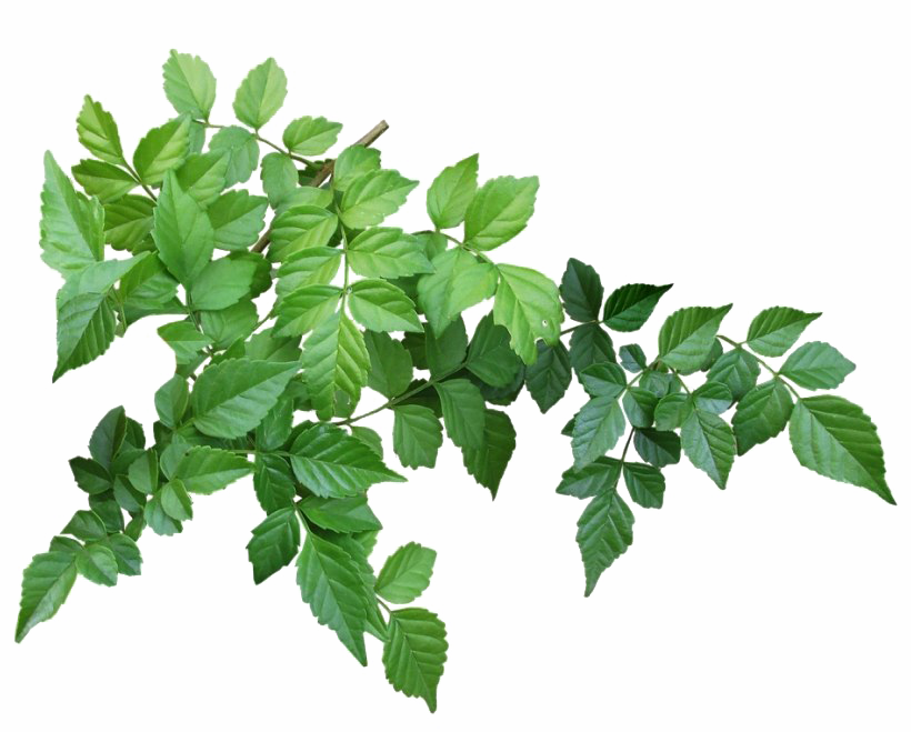 Зеленые листья png clipart
