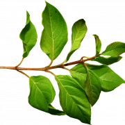 Зеленые листья PNG скачать бесплатно