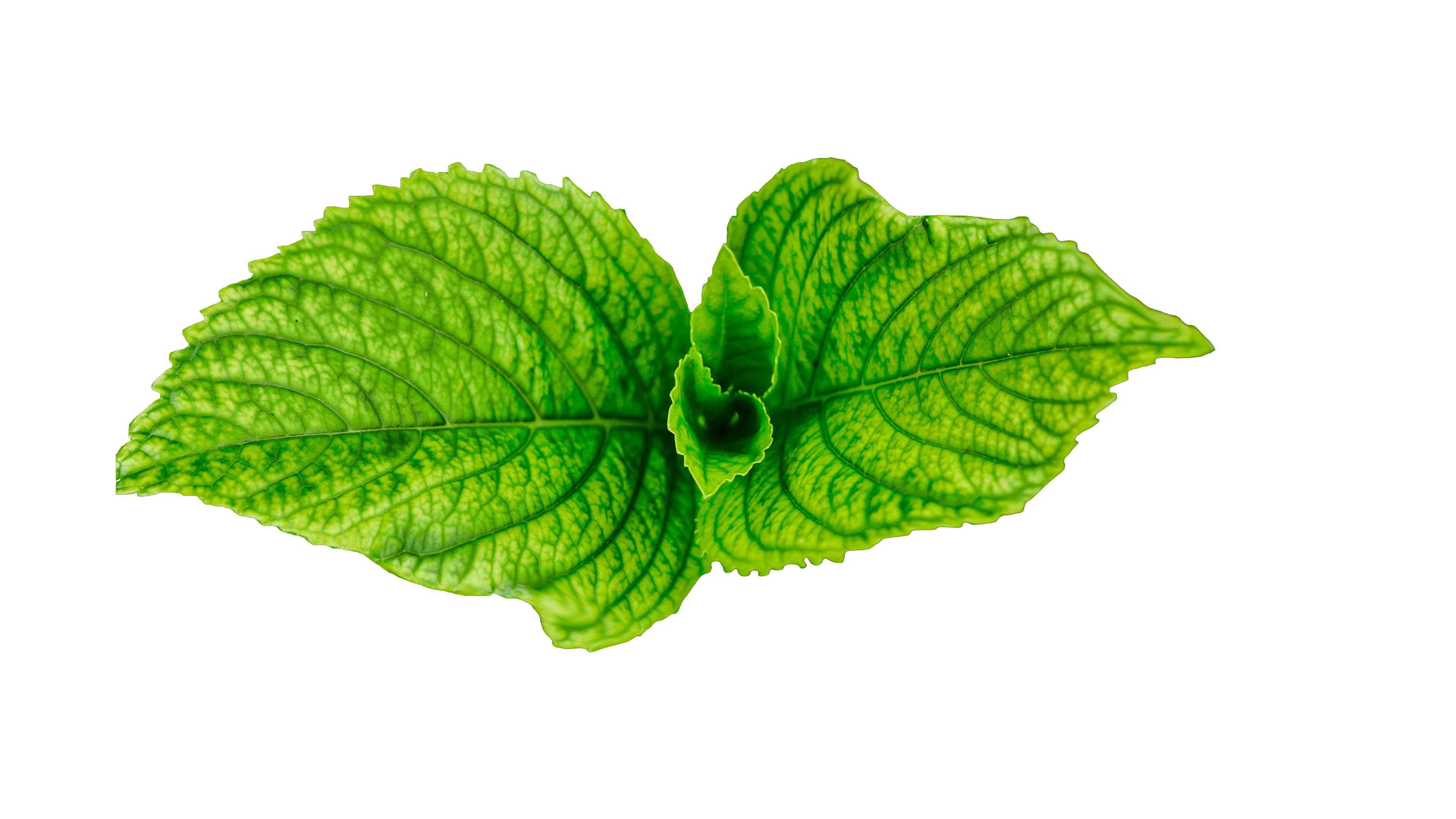 Green Leaves PNG HD Image
