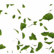 Image PNG des feuilles vertes